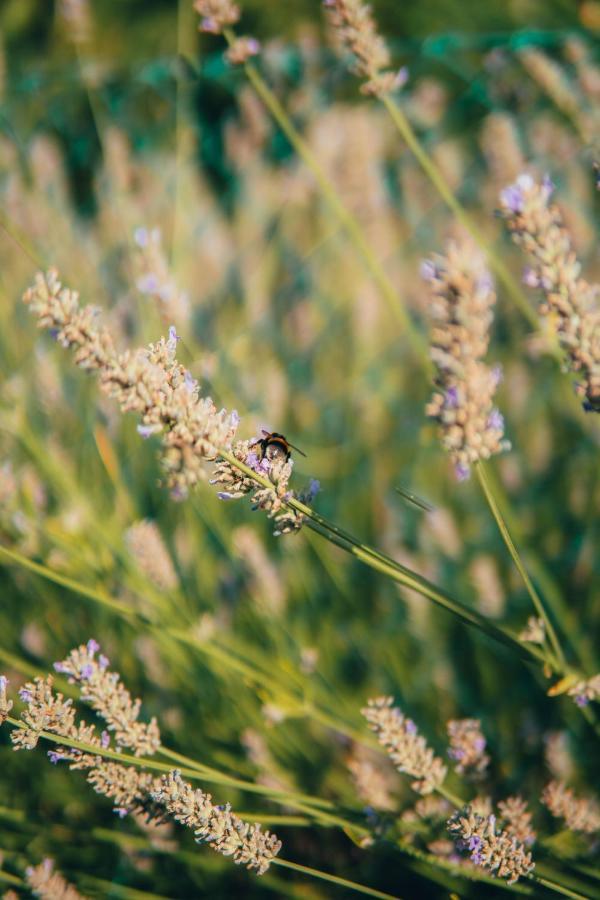 B&B Al Giardino Dei Laghi Revine Lago Eksteriør billede